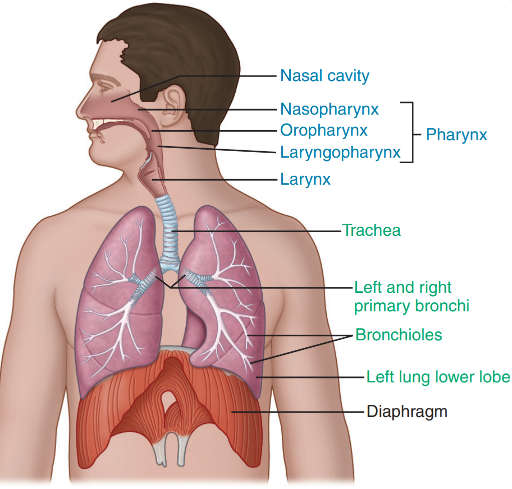 بخش‌های دستگاه تنفسی
