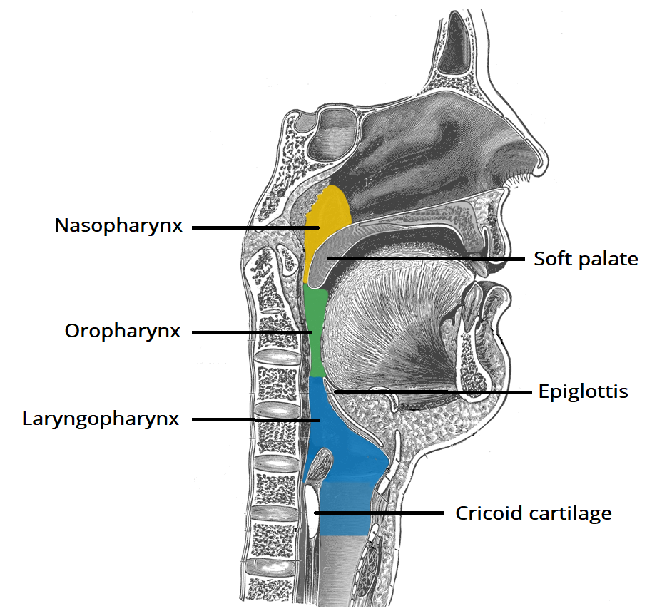 آناتومی و ساختار گلو (فارنکس)